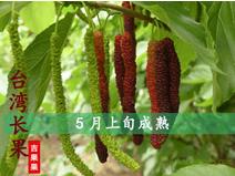 吉果果 商品图4