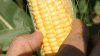 新鲜的玉米怎么保存才更长久？1年都不坏 商品缩略图0