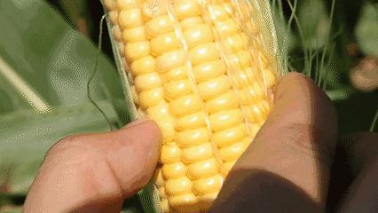 新鲜的玉米怎么保存才更长久？1年都不坏 商品图0