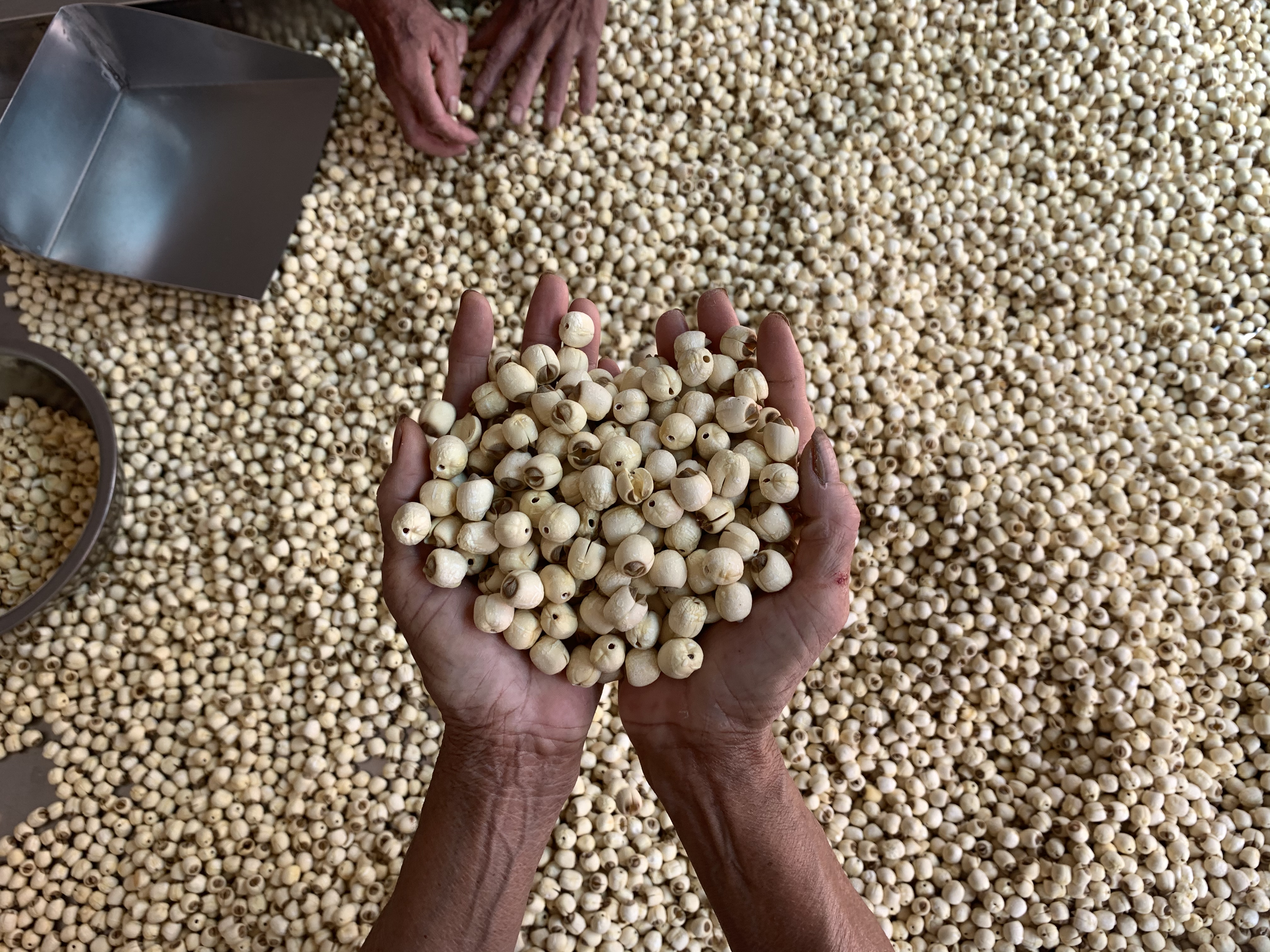 建德里叶白莲“山木”去芯干莲子 手工制作 粒大圆润 鲜美甘甜
