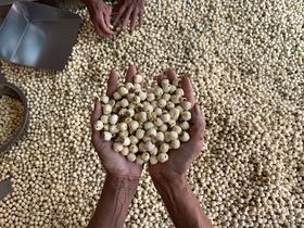 建德里叶白莲“山木”去芯干莲子 手工制作 粒大圆润 鲜美甘甜