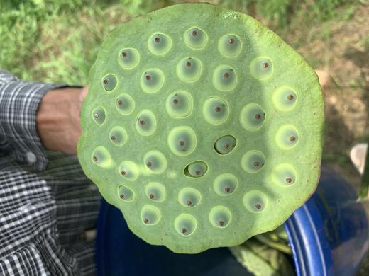 建德里叶白莲“山木”去芯干莲子 手工制作 粒大圆润 鲜美甘甜 商品图1