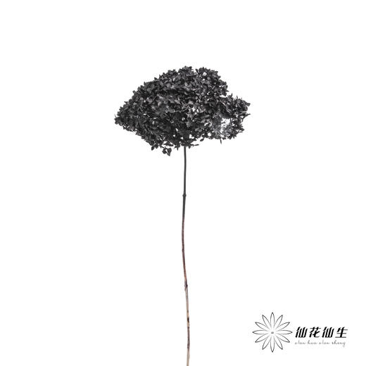 永生绣球 | 黑色魅力 商品图7