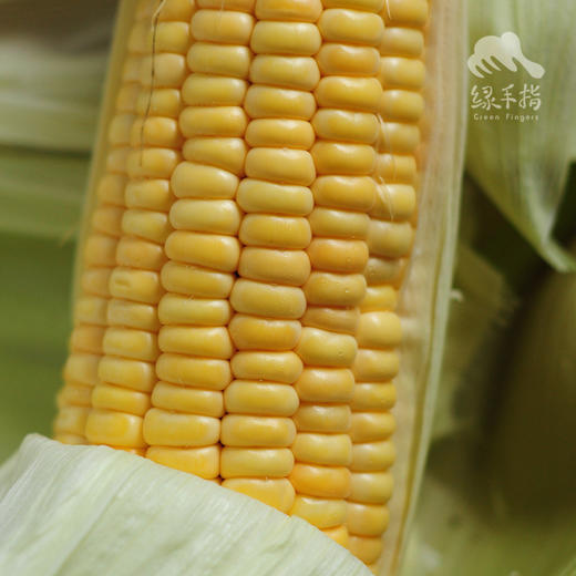 有机鲜糯玉米 | 合作生产* Organic waxy corn | Coproduction 商品图2