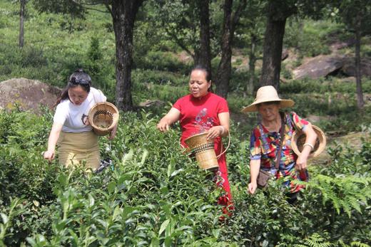 洪江市湘佰农业发展有限公司 商品图5