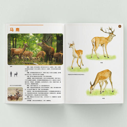 《大自然之绘》（全七册） 商品图7