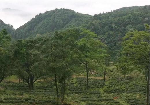 洪江市湘佰农业发展有限公司 商品图2