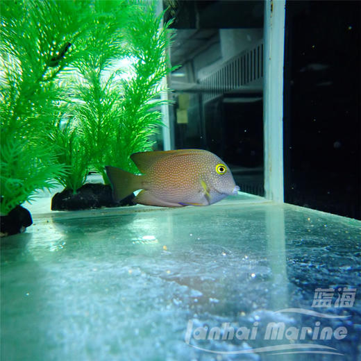 珍珠金眼吊 商品图4