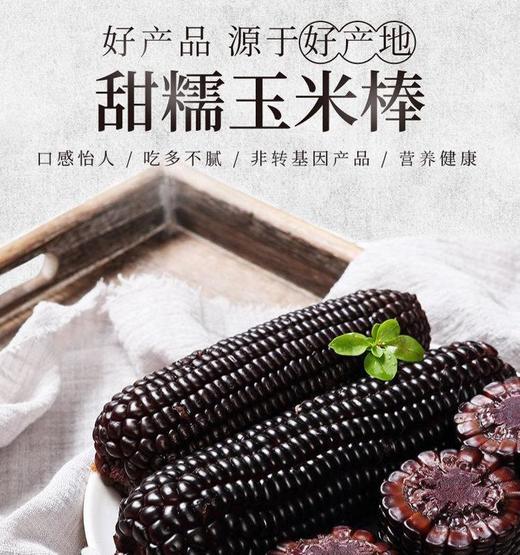 糯西西黑珍珠花青素黑玉米 商品图2