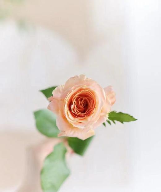 【昆明玫瑰】国产微光，20支/扎 A级 商品图2