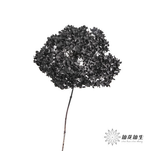 永生绣球 | 黑色魅力 商品图3