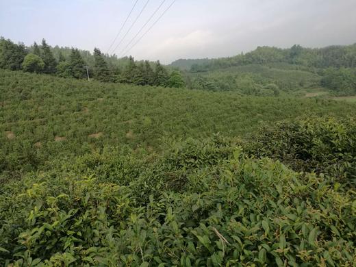 洪江市湘佰农业发展有限公司 商品图7