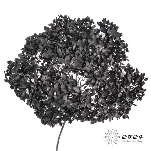 永生绣球 | 黑色魅力 商品图0