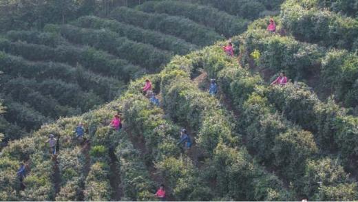 洪江市湘佰农业发展有限公司 商品图3