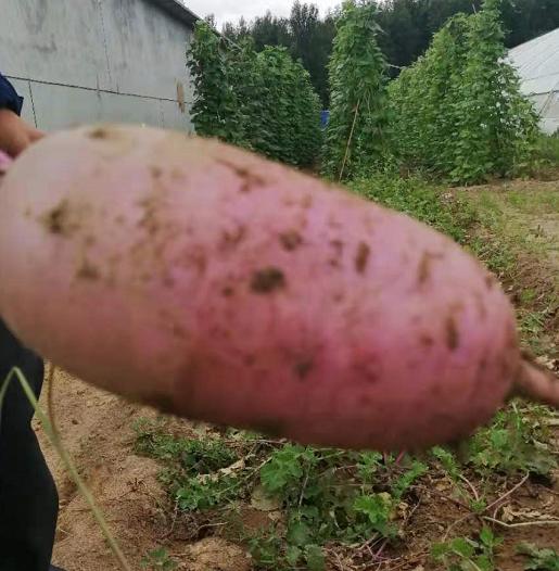 【5件包邮】酵素农法蔬菜丨5件起包邮（卓园） 商品图12