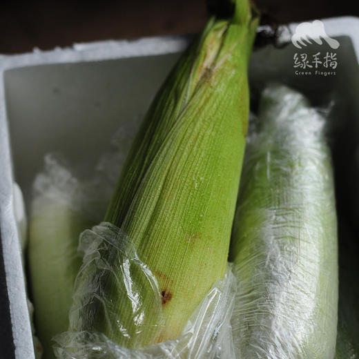有机鲜糯玉米 | 合作生产* Organic waxy corn | Coproduction 商品图4