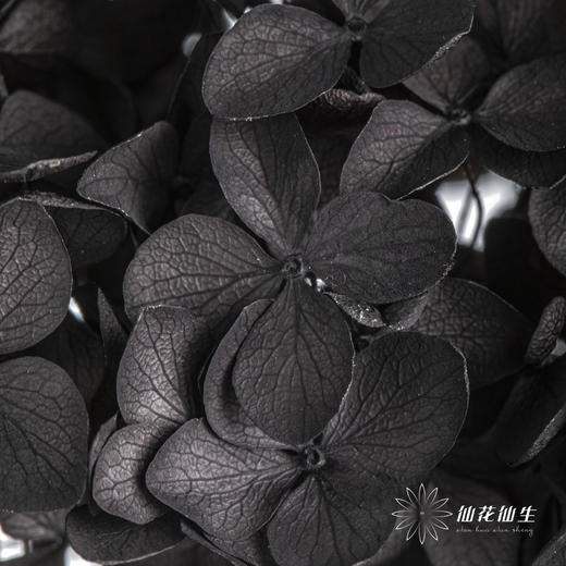 永生绣球 | 黑色魅力 商品图1