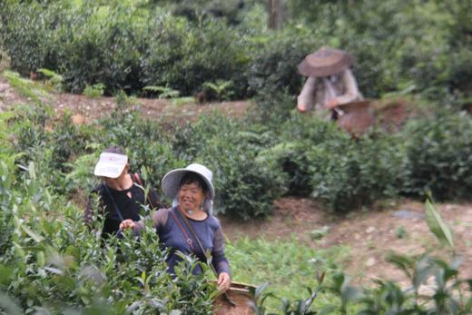 洪江市湘佰农业发展有限公司 商品图4