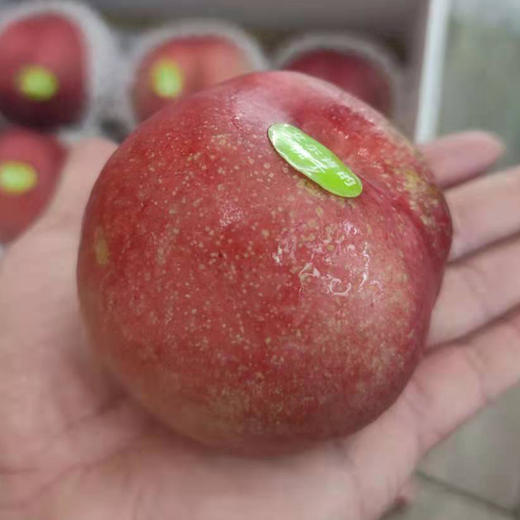 新疆艾尔肯雪桃9只4245斤箱