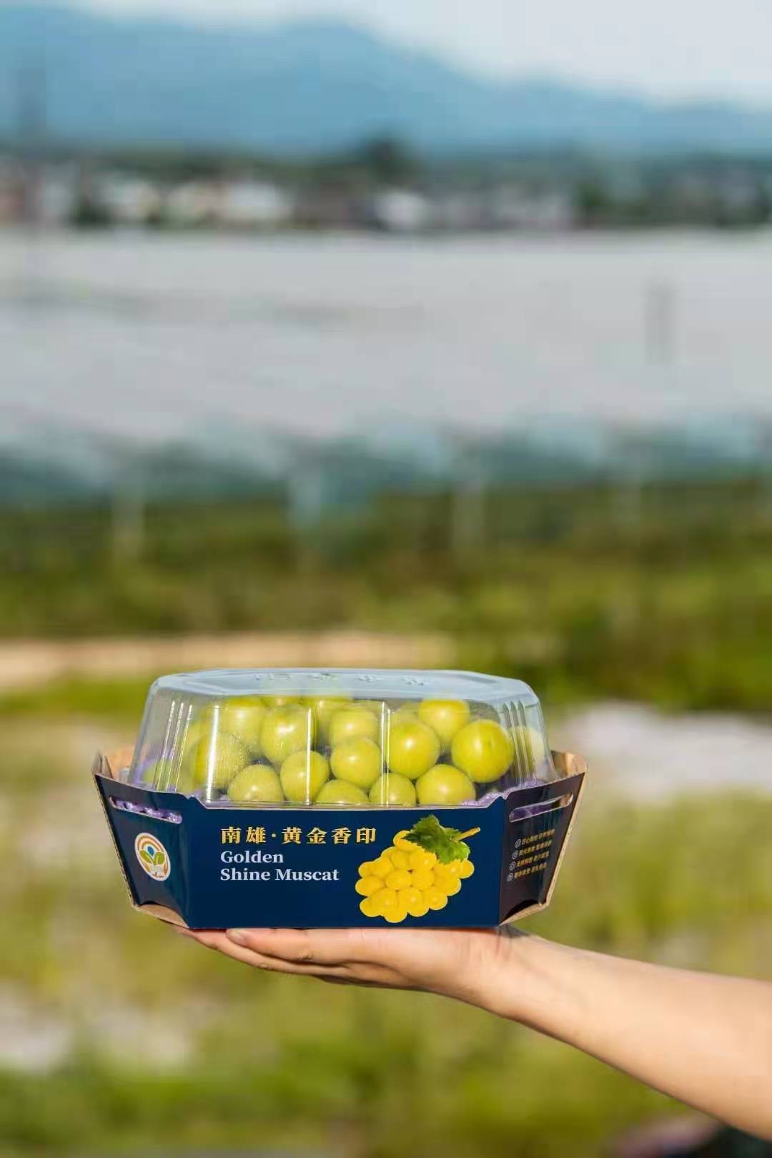 【黄金香印晴王】带着浓郁香气的晴王葡萄🍇 口感香甜,果肉细腻,果