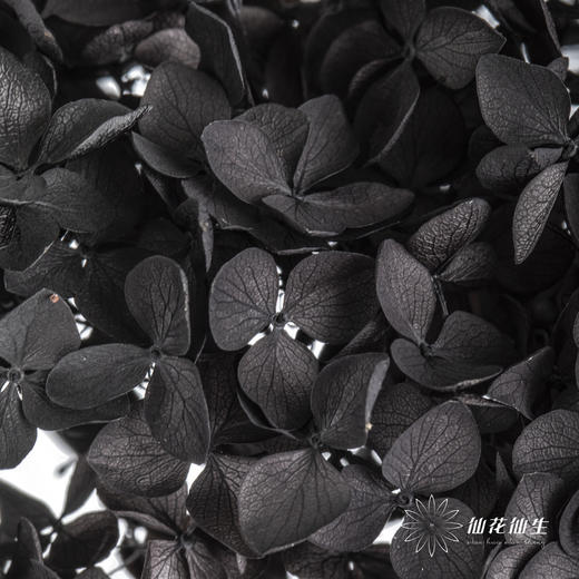 永生绣球 | 黑色魅力 商品图2