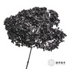永生绣球 | 黑色魅力 商品缩略图6