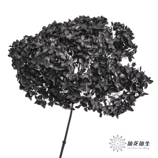 永生绣球 | 黑色魅力 商品图6