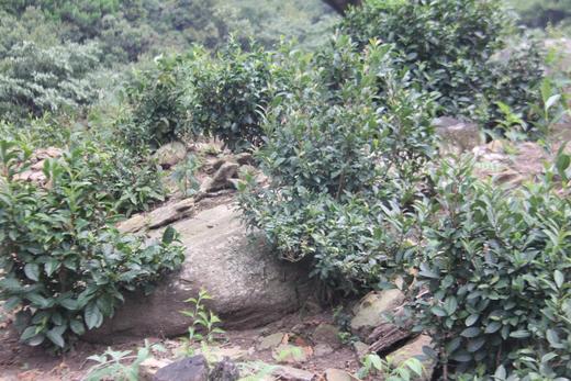 洪江市湘佰农业发展有限公司 商品图6