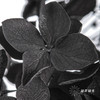 永生绣球 | 黑色魅力 商品缩略图5