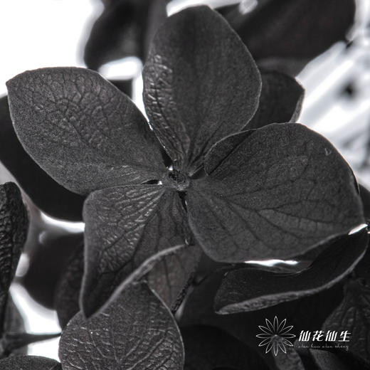 永生绣球 | 黑色魅力 商品图5