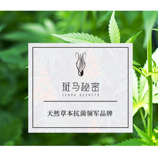 斑马秘蜜 天然大ma草本yuan菌内裤女款/男款四角内裤舒适内裤一个4条装 商品图10