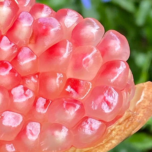 云南高山突尼斯水晶石榴 | 云南高山种植,透明的粉色籽儿,一粒粒小