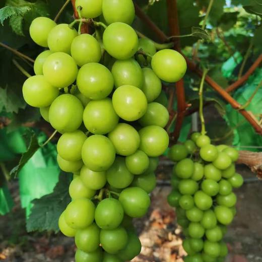 郧阳青曲阳光玫瑰 商品图0