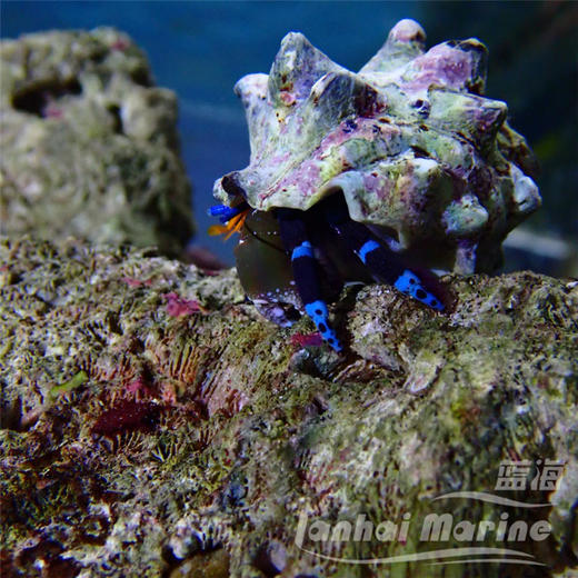 蓝脚寄居蟹 商品图1