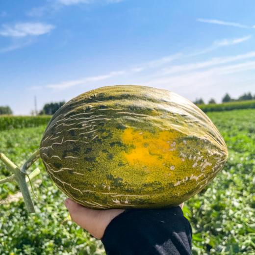 【斗牛小地雷蜜瓜 6-7斤】| 软糯香甜,口感似冰淇淋般入口即化,每天