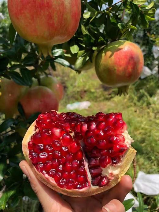 突尼斯软籽红石榴5斤/8斤 可以喝的“雅诗兰黛” 不吐籽 香甜多汁 红色璀璨如宝石 颗颗饱满 老少皆宜 商品图1