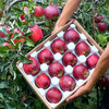 云野苹果-粉红女王 商品缩略图6