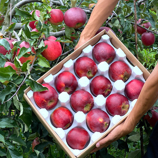 云野苹果-粉红女王 商品图6