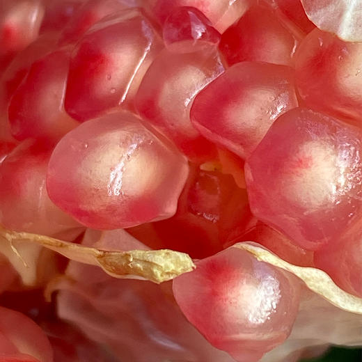 云南高山突尼斯水晶石榴 | 云南高山种植,透明的粉色籽儿,一粒粒小