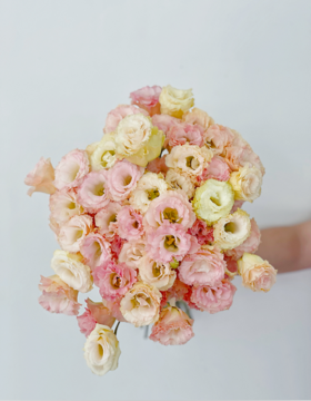 【周四秒杀】香槟桔梗花一把49.8元