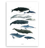 NICKIGAO丨鲸鱼装饰画 商品缩略图0