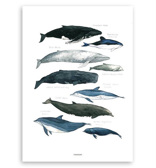 NICKIGAO丨鲸鱼装饰画 商品图0