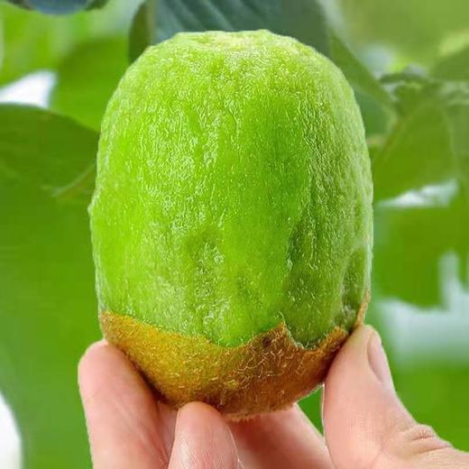 陕西绿心猕猴桃新鲜水果包邮应当季绿心奇异果整箱大果狝泥弥猴桃