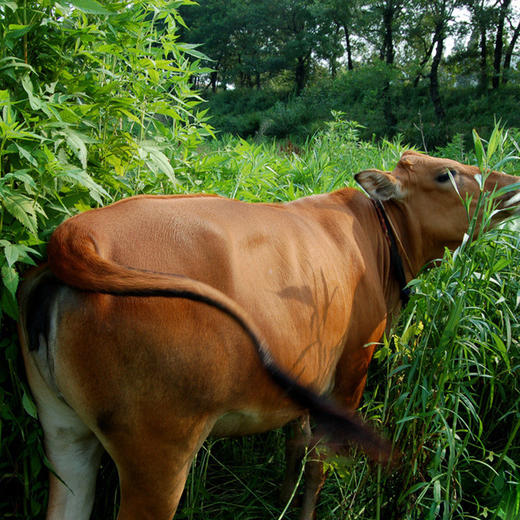 【积分兑换】黄牛肉350g 商品图2