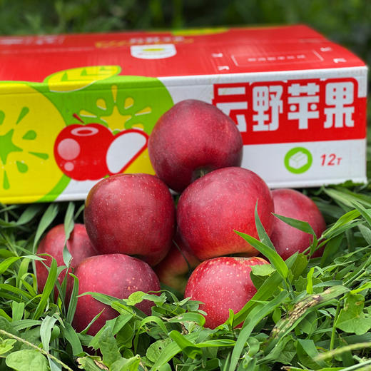 云野苹果-粉红女王 商品图7