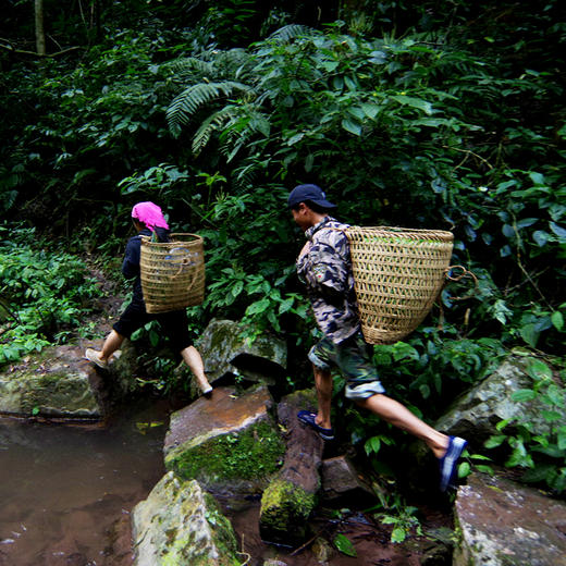 【孤品秒杀】2020年易武铜箐河古树纯料生饼200g 商品图2