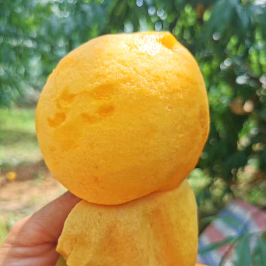 【陕西】黄蜜桃10斤（很香很好吃） 商品图1