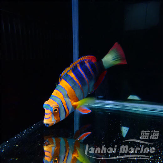 澳洲藩王 商品图9