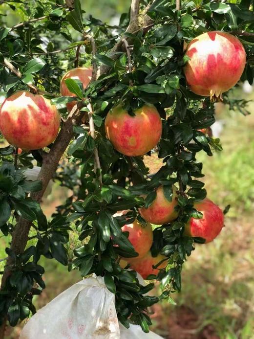 突尼斯软籽红石榴5斤/8斤 可以喝的“雅诗兰黛” 不吐籽 香甜多汁 红色璀璨如宝石 颗颗饱满 老少皆宜 商品图5