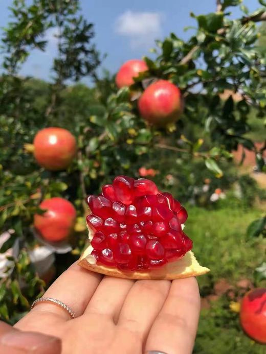突尼斯软籽红石榴5斤/8斤 可以喝的“雅诗兰黛” 不吐籽 香甜多汁 红色璀璨如宝石 颗颗饱满 老少皆宜 商品图2